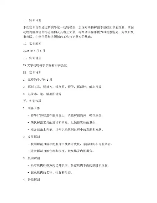 动物解剖牛的实训报告
