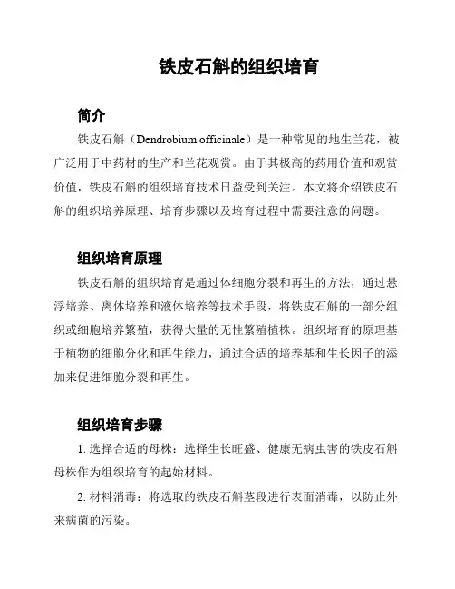 铁皮石斛的组织培育