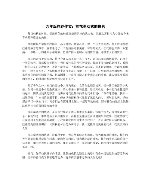 六年级桂花作文：桂花牵动我的情思