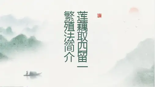 莲藕取四留一繁殖法简介