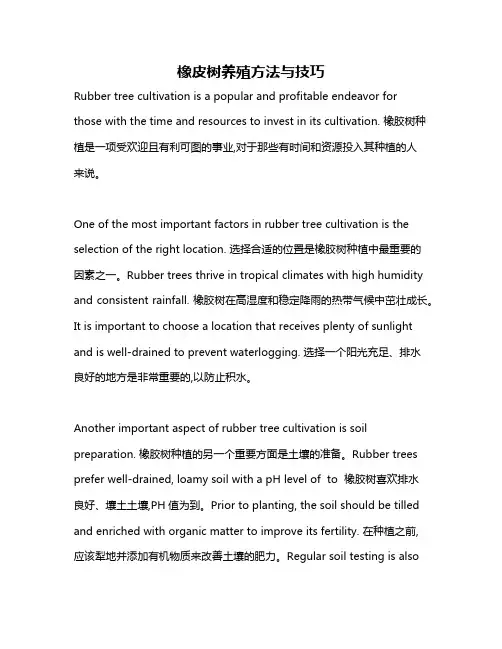 橡皮树养殖方法与技巧