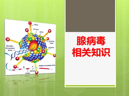 腺病毒.ppt