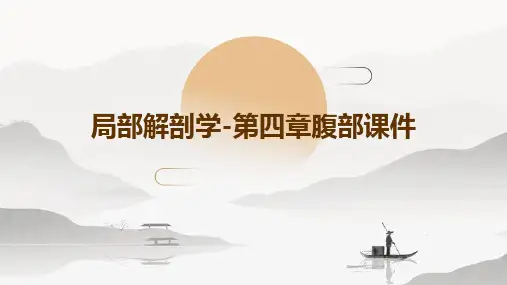 局部解剖学-第四章腹部课件