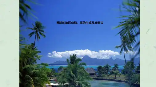 肾脏的泌尿功能尿的生成及其调节课件