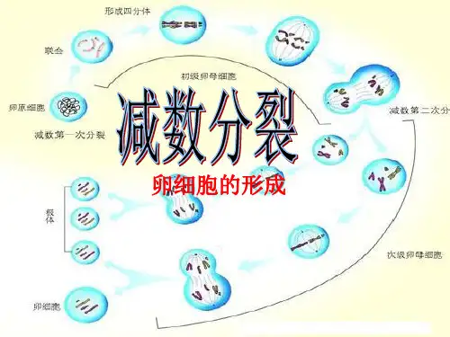 减数分裂卵细胞的形成