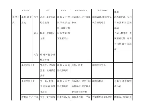 各种上皮组织比较单层上皮与复层上皮比较