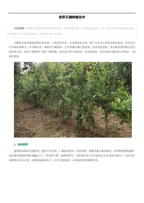 软籽石榴种植技术