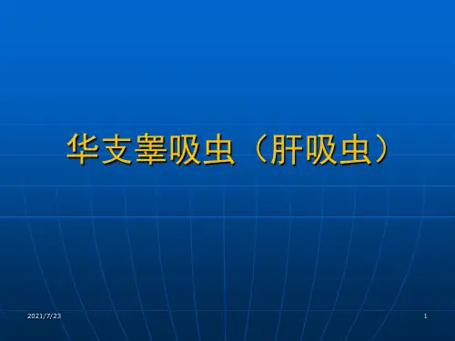 华支睾吸虫(肝吸虫)PPT课件
