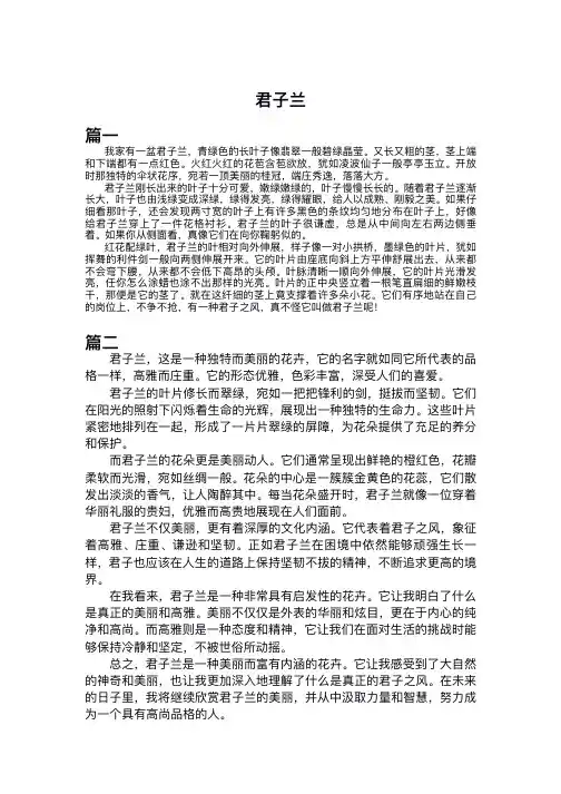 君子兰作文500字三年级