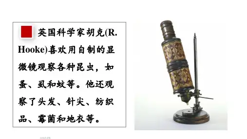 第一节 显微镜的使用课件2024-2025学年人教版生物七年级上册
