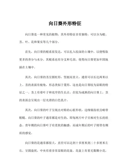 向日葵外形特征