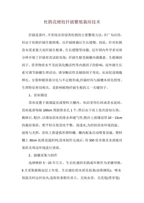 杜鹃花硬枝扦插繁殖栽培技术