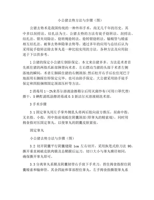 小公猪去势方法与步骤(图)
