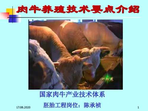 肉牛养殖技术要点介绍 ppt课件