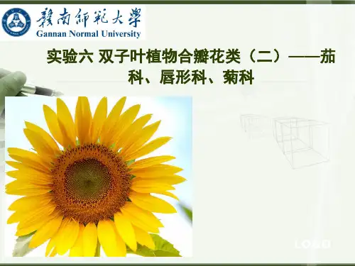 植物学(下)实验六 双子叶植物合瓣花类(二)——茄科、唇形科、菊科