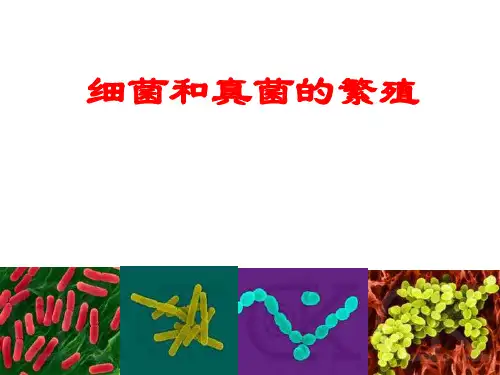 细菌和真菌的繁殖(新)PPT课件