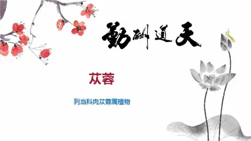 苁蓉    