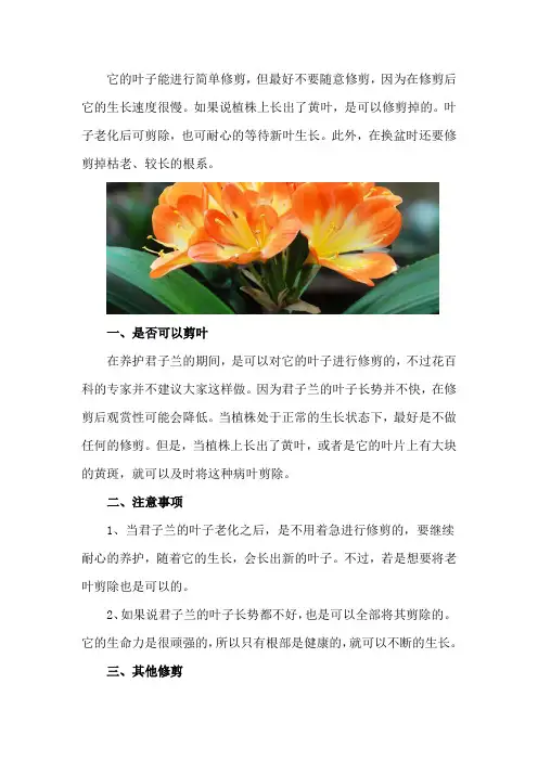君子兰叶子可以剪掉吗