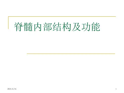 脊髓内部结构及功能