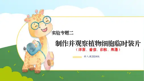 实验二 制作并观察植物细胞临时装片-七年级生物上册课(人教版2024)