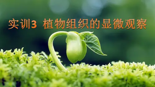 药用植物学基础知识—植物的组织(天然药物学课件)