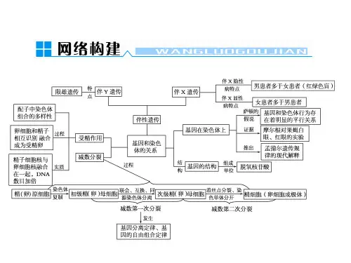 精(卵)原细胞、初级精(卵)母细胞、次级精(卵)母细胞