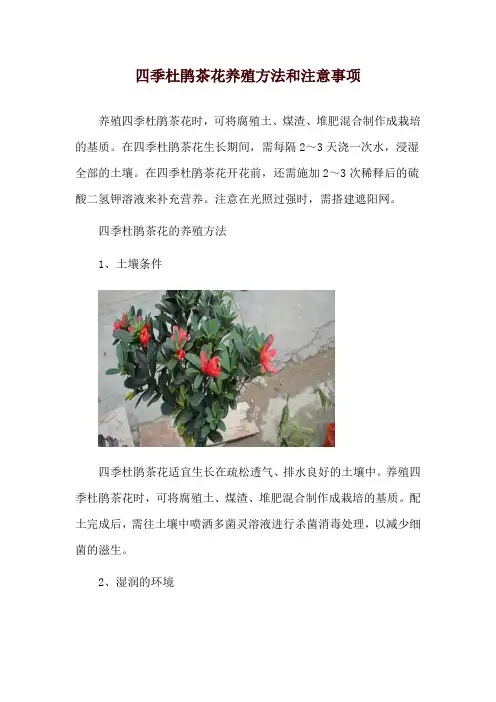 四季杜鹃茶花养殖方法和注意事项