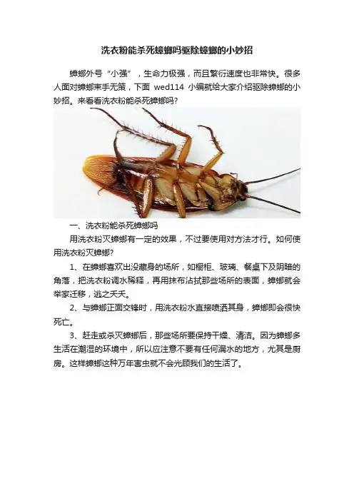 洗衣粉能杀死蟑螂吗驱除蟑螂的小妙招