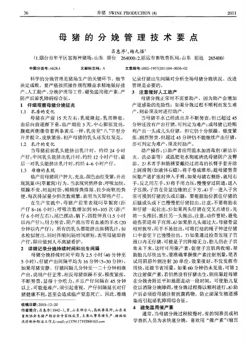 母猪的分娩管理技术要点