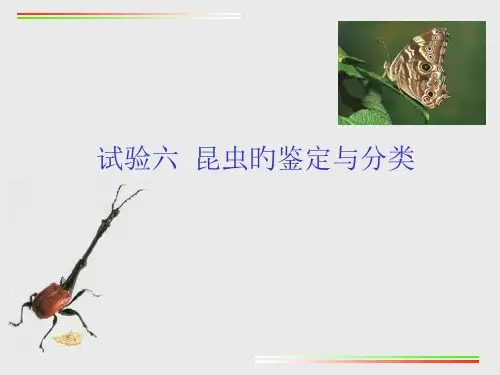 实验昆虫的鉴定和分类
