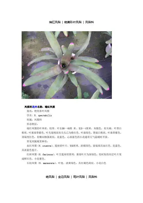 10种凤梨花