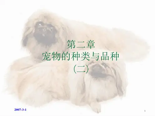 宠物的种类与品种其他宠物演示课件