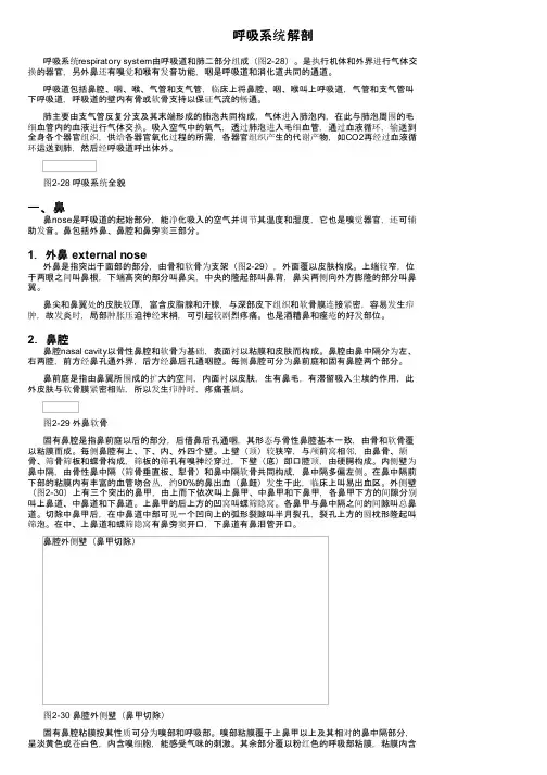呼吸系统解剖