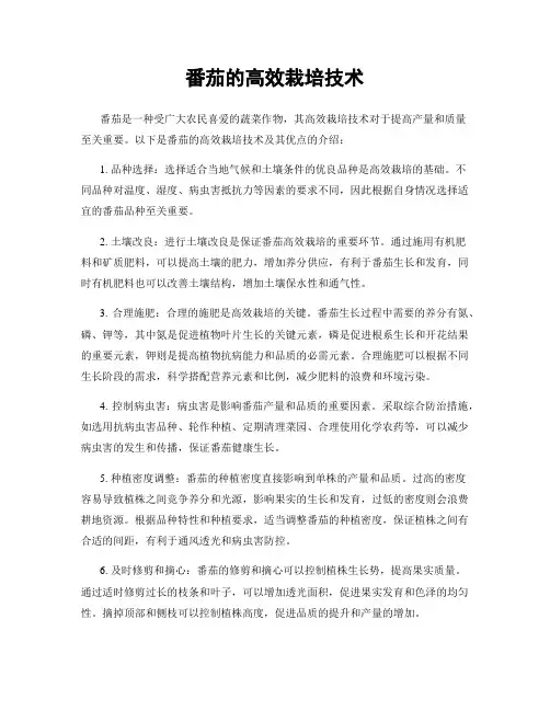 番茄的高效栽培技术