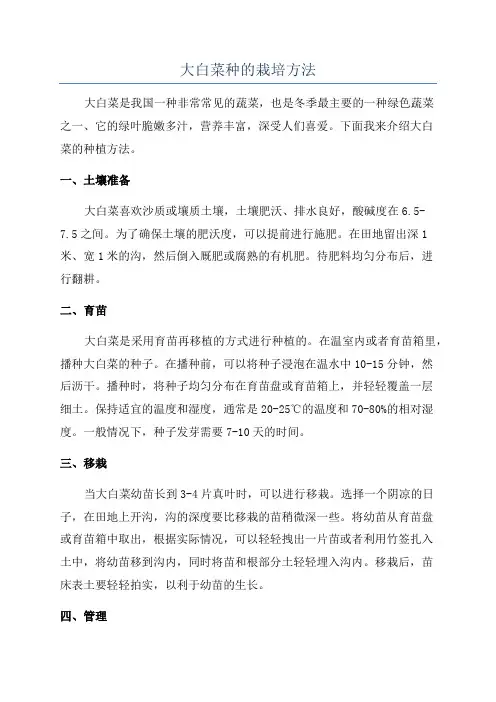 大白菜种的栽培方法