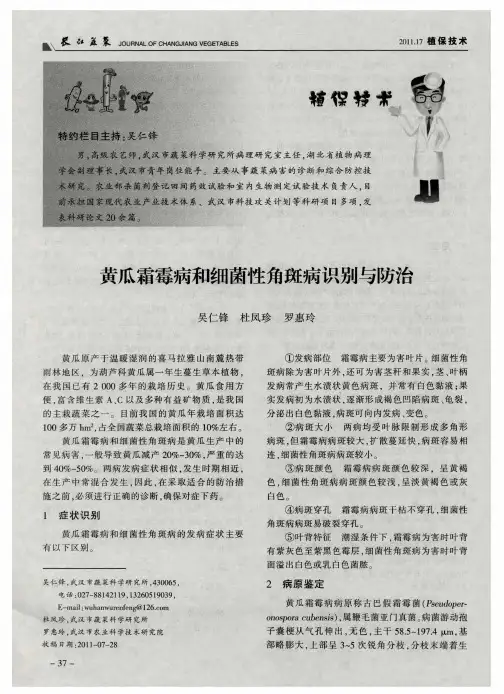 黄瓜霜霉病和细菌性角斑病识别与防治