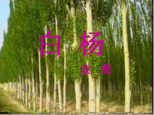 人教版五年级语文下册3《白杨》