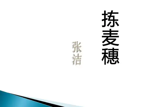 《拣麦穗》语文PPT课件(3篇)
