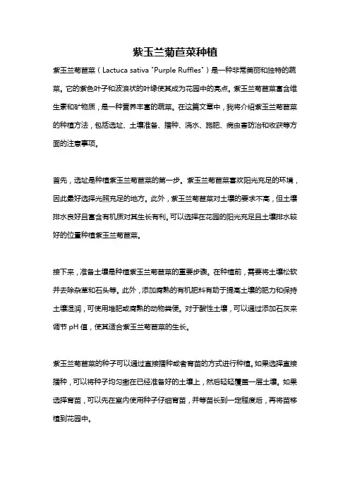 紫玉兰菊苣菜种植