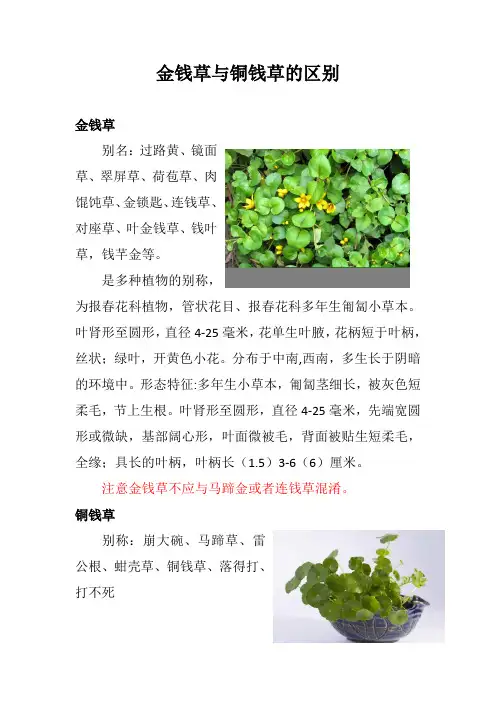 金钱草与铜钱草的区别