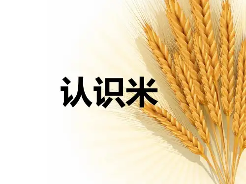 《认识米》教学课件
