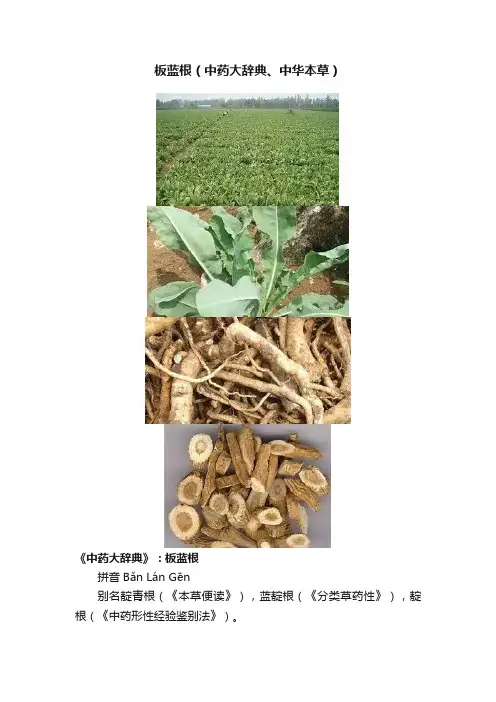 板蓝根（中药大辞典、中华本草）