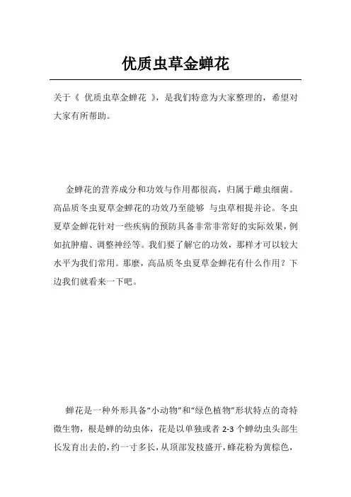 优质虫草金蝉花