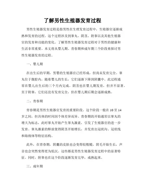了解男性生殖器发育过程