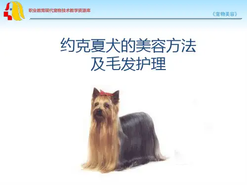 约克夏犬的美容方法及毛发护理.ppt