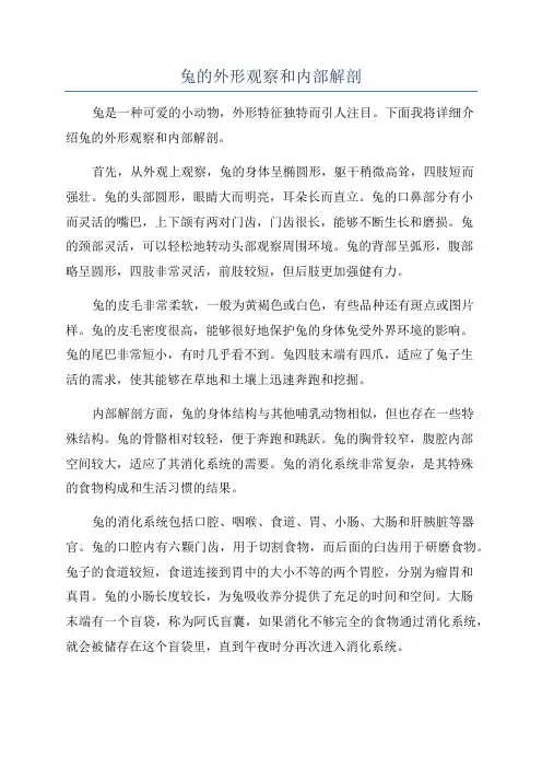 兔的外形观察和内部解剖