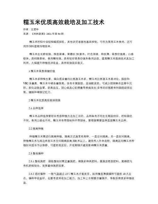 糯玉米优质高效栽培及加工技术 