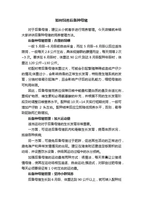 如何饲养后备种母猪