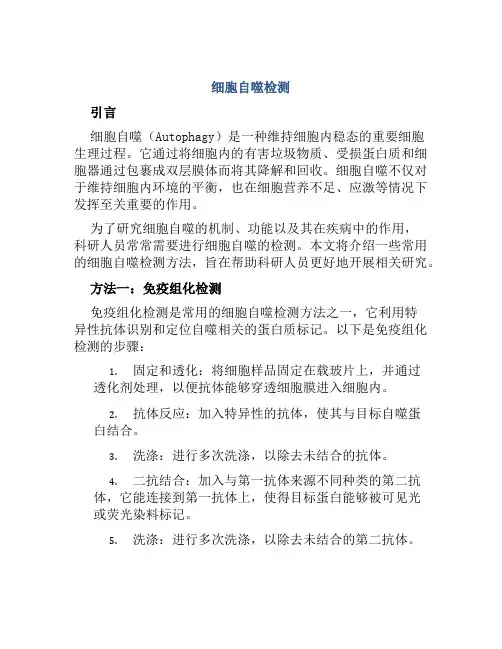 细胞自噬检测