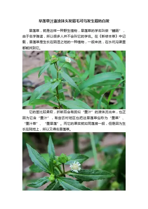 旱莲草汁液涂抹头发眉毛可乌发生眉防白发